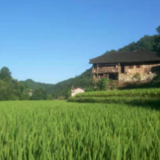 慈利县农业农村局开展油菜根肿防治工作