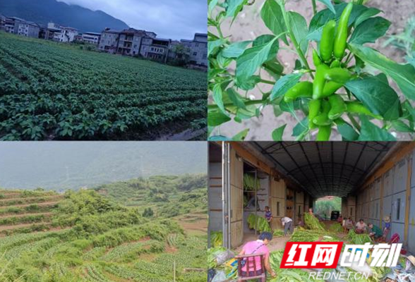 慈利县赵家岗土家族乡金坪村党支部书记胡彩云：乡村振兴道路上的奋斗人