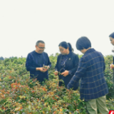 永定区：龚建梅深入茅岩河镇大米界村调研乡村产业发展