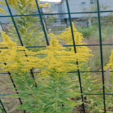 教字垭镇利剑行动：防治外来入侵物种，保护生态环境安全