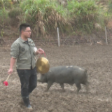 朱红平：生态黑猪“拱”出致富路