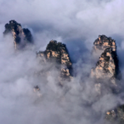 张家界景区：云海邂逅峰林，碰撞出如诗如画的仙境美景（组图）