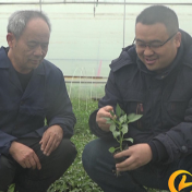 慈利县永安蔬菜种植合作社：人勤春来早 育苗正当时