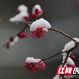 张家界景区黄石寨：梅雪争春（组图）