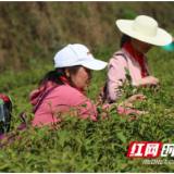 张家界市武陵源区：茶旅融合助民增收（组图）