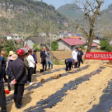 永定区：开展莓茶扦插技术培训 将课堂从教室搬到田间地头