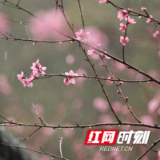 春花烂漫时 乐游宝峰湖（组图）