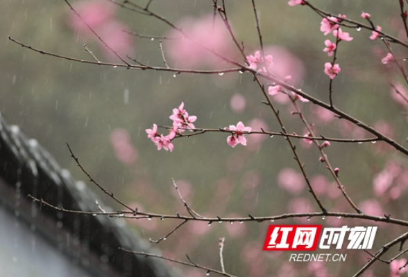 春花烂漫时 乐游宝峰湖（组图）