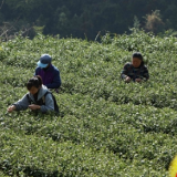 张家界市武陵源区：明前茶采摘忙（组图）