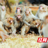 张家界核心景区:春日暖阳,猴趣盎然引来众游人围观(组图)