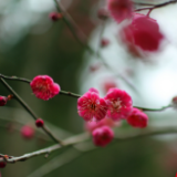 张家界核心景区：枝头吐蕊山花开 走入峰林踏青来