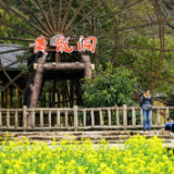 黄龙洞：油菜花海美如画