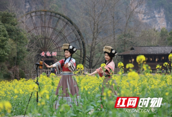 张家界黄龙洞景区：油菜花开春意浓（组图）