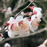 踏青游春武陵源 梅花枝头春意闹