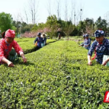 慈利：不负春光采茶忙