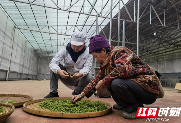 “茶二代”伍建：青春伴茶香