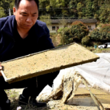 慈利：发展水稻产业 助推乡村振兴