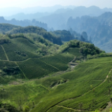 武陵源：人间最美四月天 满山春茶美如画