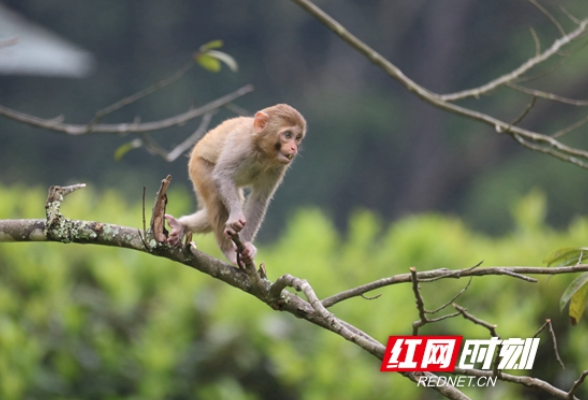 张家界景区：猕猴"组团"出来嗨！(组图）