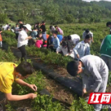 张家界永定区：让劳动教育之花在永定大地恒久绽放