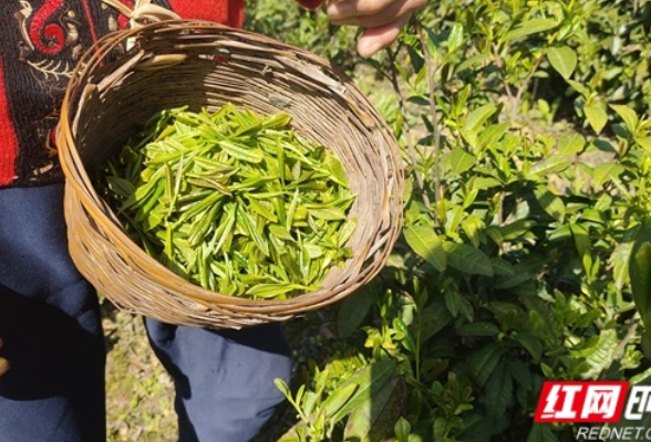 慈利县龙潭河镇细毛的茶香了