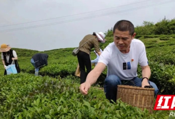 “学纲要学条例、助力创城办会”市市场监管局与市移动公司联合开展志愿者服务主题党日活动