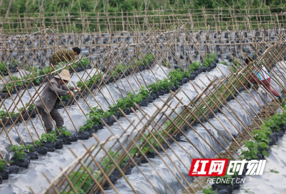 张家界市武陵源区：初夏农忙（组图）