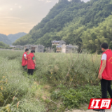 武陵源协合乡杨家坪村：禁毒踏查不止步  法治宣传掀热潮