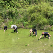 永定区三家馆乡：科学技术进田间 为民办事暖心田