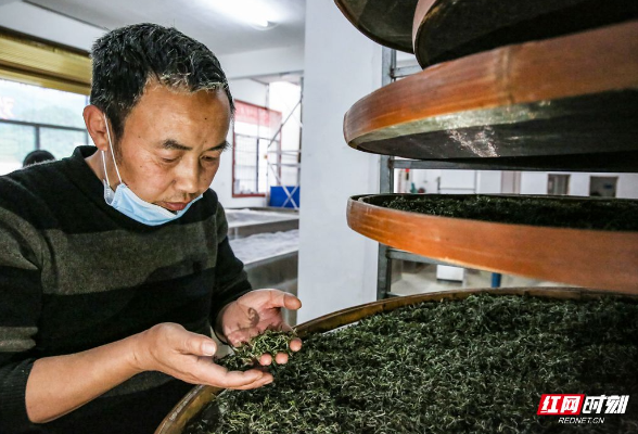 【喜迎二十大 科技创新当自强】伍孝冬：矢志技术创新 促进桑植白茶产业高质量发展