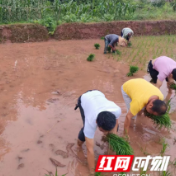 慈利县杨柳铺乡：双脚泥里陷 实干暖心田
