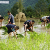 守住绿水青山 传承农耕文化——张家界市武陵源景区空中田园举行首届插秧节活动