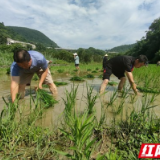 永定区枫香岗街道：驻村干部下水田 助农插秧忙耕种