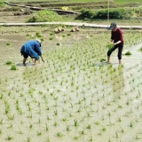 张家界市陵源区：夏日插秧忙（图）