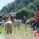 又是一年插秧季！千余名小学生来到黄龙洞生态田园观摩体验农耕文化