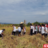 永定区崇实南校机场校区：开学第一课——走进田间收稻谷 感受粒粒皆辛苦