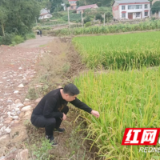 杨柳铺乡：以创新模式为桥，谋经济效益之道