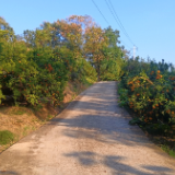 慈利县杨柳铺乡新铺村：建设“四好农村路” 打通群众“致富路”