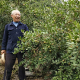 桑植县河口乡：油茶飘香迎“丰景”