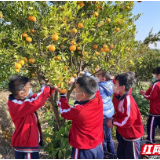 张家界市永定区机场小学：橙黄橘绿时 采摘乐无穷