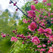 瞧！张家界黄石寨的“梅丽春景”