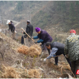 桑植县陈家河镇：党员助力乡村振兴 化身粽叶致富深耕人