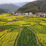 慈利：油菜花开春意浓 乡村美景入画来