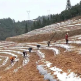 永定区立功桥社区：春暖花开时 莓茶备耕欢