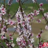 鸟语花香龙潭河