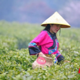 栽茶种天麻，托起这个小山村的绿色致富梦