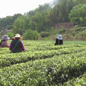 慈利县：茶园飘香采茶忙