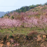 慈利县江垭镇合心村：朵朵桃花“绘出”乡村新画卷