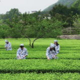 慈利三合镇：延伸产业链 小茶叶成就大产业