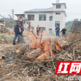 慈利县零阳街道开展涉疫松柴清理销毁行动